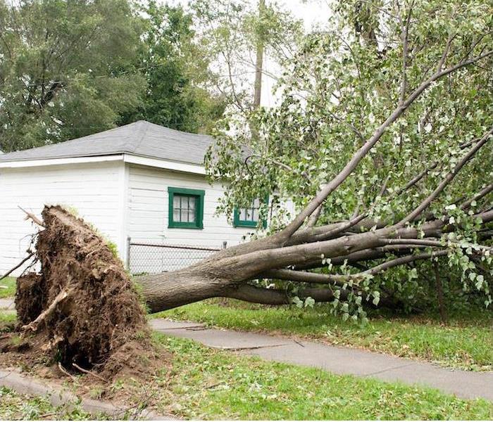 a large downed tree near a small house and fence